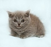 Британские плюшевые котята, вязка