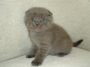 Британские котята-Черепаховый Шоколад и Голубой-вислоушка и прямоушка.