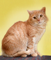 Персей - потрясающий рыжий кот в дар