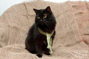 Степа - черный кот внушительных размеров в дар