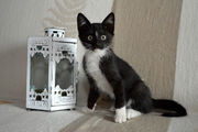 Кальман - черный с белым котенок в дар!