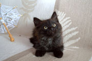 Штраус - черный пушистый котенок в дар!