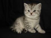 Британские и Вислоухие котята (голубой, лиловый, полосатый Вискас сереб)
