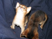 Абиссинские котята Питомник абиссинских кошек #sunnybunny.by #sb
