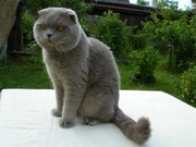 вязка.КОТ-Шотландский Вислоухий-лиловый-приглашает кошек на свидание.