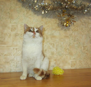Веснушчатое очарование или Белоснежно-апельсиновый котенок в дар