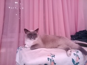 Тайская кошка Милка 1, 5 года ищет новых хозяев