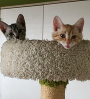 3 месячные котята в дар